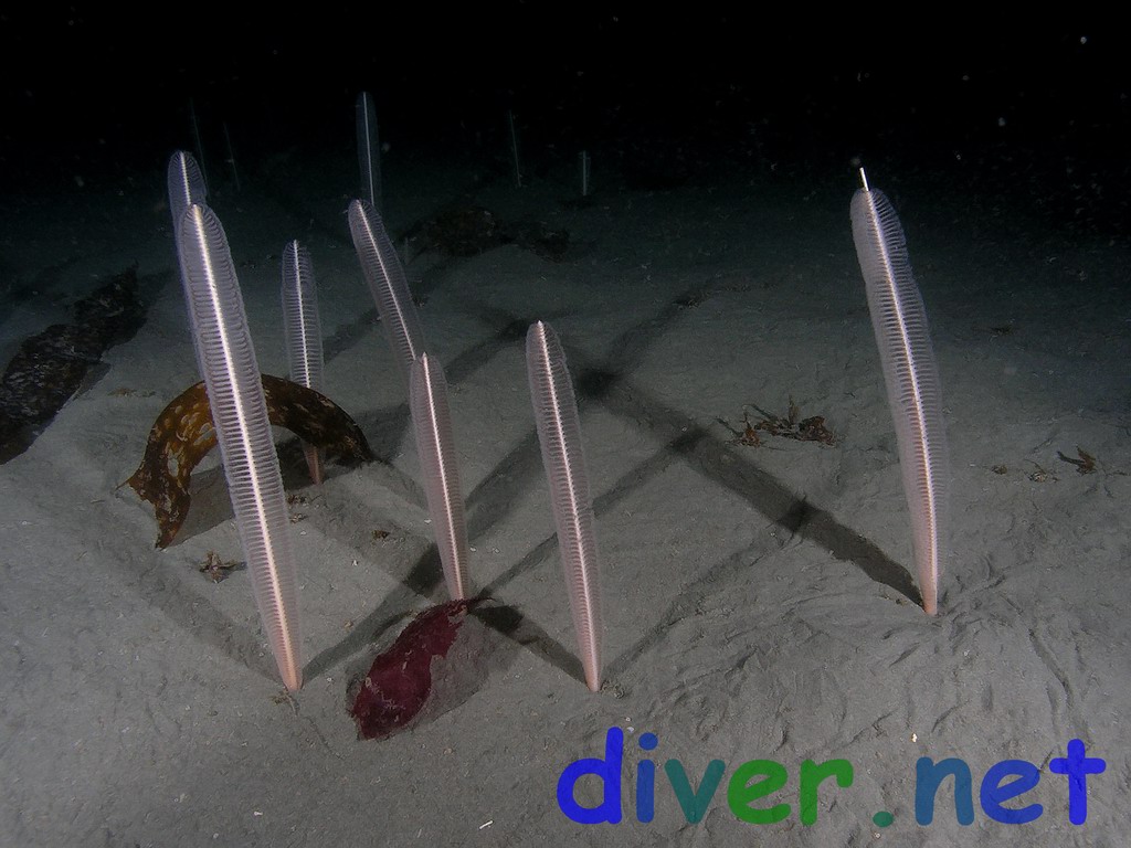 Представитель Семейства Virgulariidae